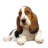 basset hound