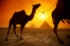 Expedition to Egypt