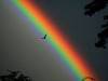 a perfect rainbow 