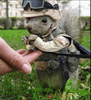 Squirrel Commando