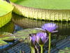 Water lily