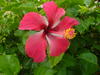 hibiscus