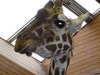 Giraffe Head