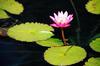 Water Lily