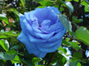 Nature Blue Rose