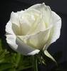 White Rose - Purity 