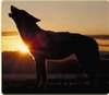 sunset howl