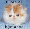 A headcat