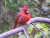 Northern cardinal