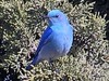 Mountain bluebird