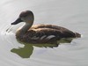 Wandering whistling duck