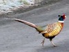 Ring-necked pheasant