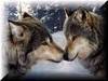 A Wolves Love