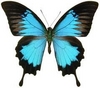 Blue Buterfly 2