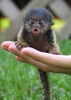 Adorable Baby Marmoset