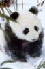 Baby Panda