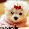 coolbuddy