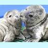 Sweet Seal Kisses