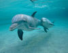 dolphins