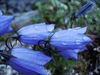 blue bells with dew