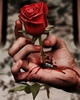 A bloody rose