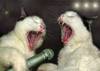 a crazy night of karaoke singing