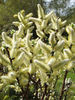 Bunch of Willow Catkins