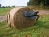 A Roll In The Hay