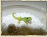 Geckos