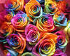 Rainbow Roses