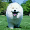 White Puffy Dog