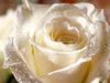 a white rose for you