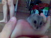 Your very own cute hamster! :3