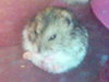 Dwarf hamster for you! :D