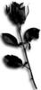 Flower For someone special