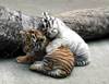 playful tigers