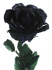 a black rose for a dark beauty