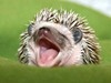 a hedgehog yawn