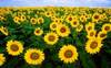 Sunflowers as Cheerful as U