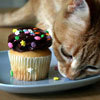 A sweet treat for my pet ♥ 