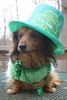 Dressed for St. Patty Day