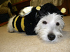 Bumble Bee