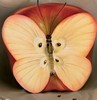 a butterfly apple
