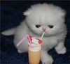 A Kitty Cocktail