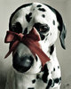 doggy for present