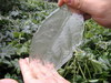 Ice Leaf
