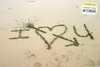 Written In the Sand