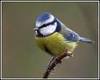 Blue tit