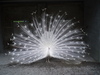 white peacock