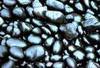 Fish Pebbles